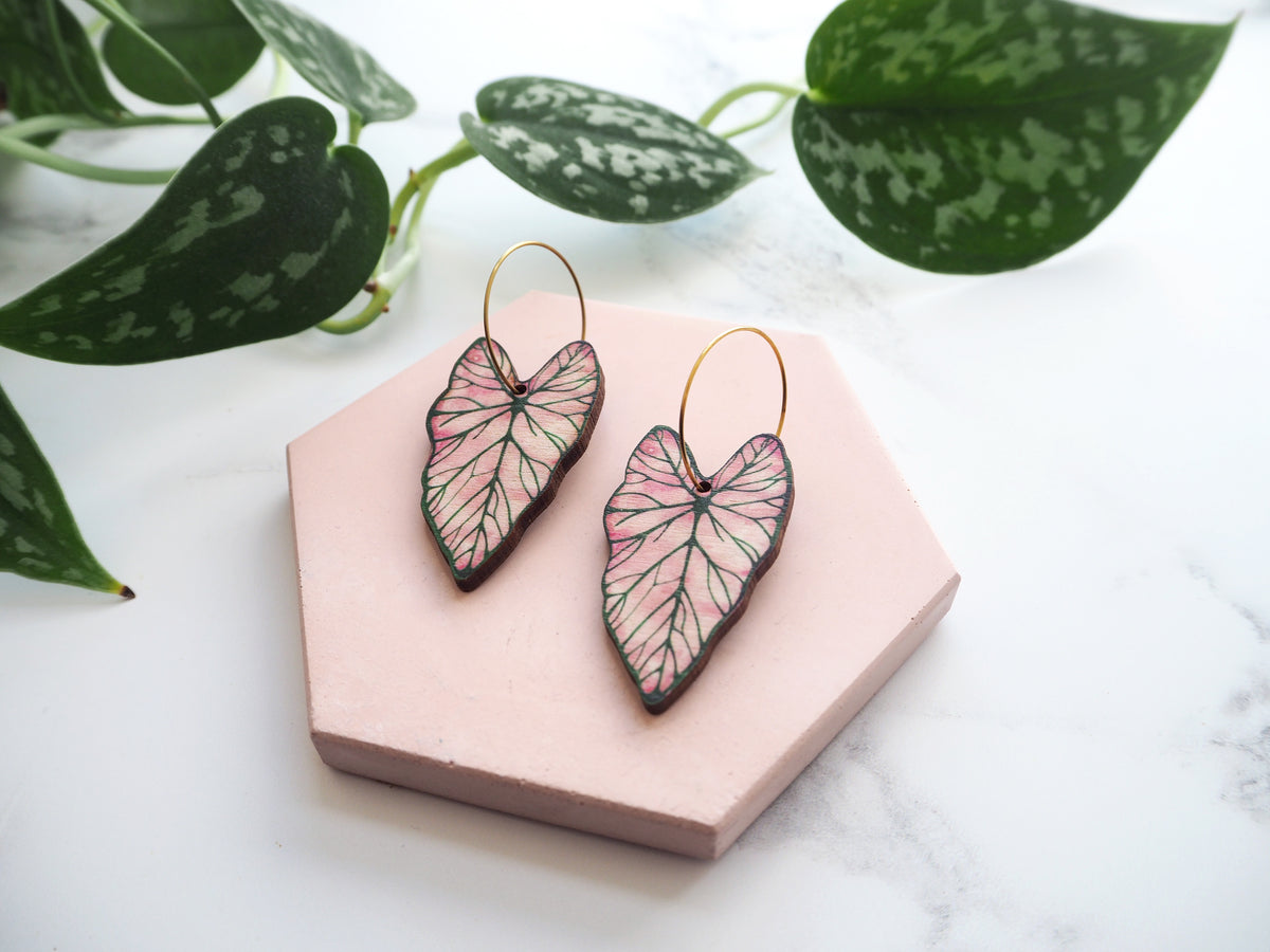 Caladium Collection